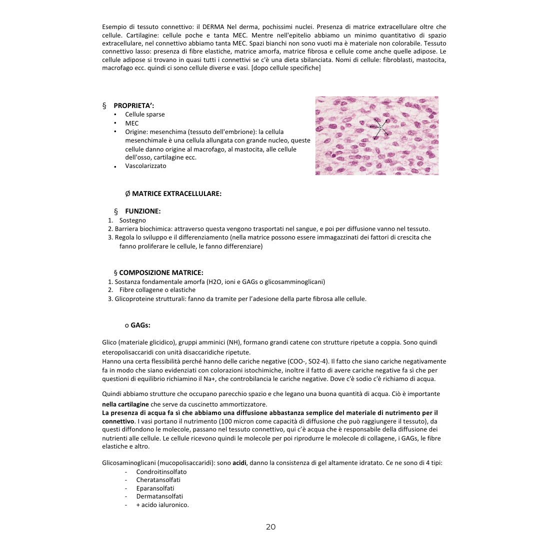 Appunti | Istologia ed embriologia