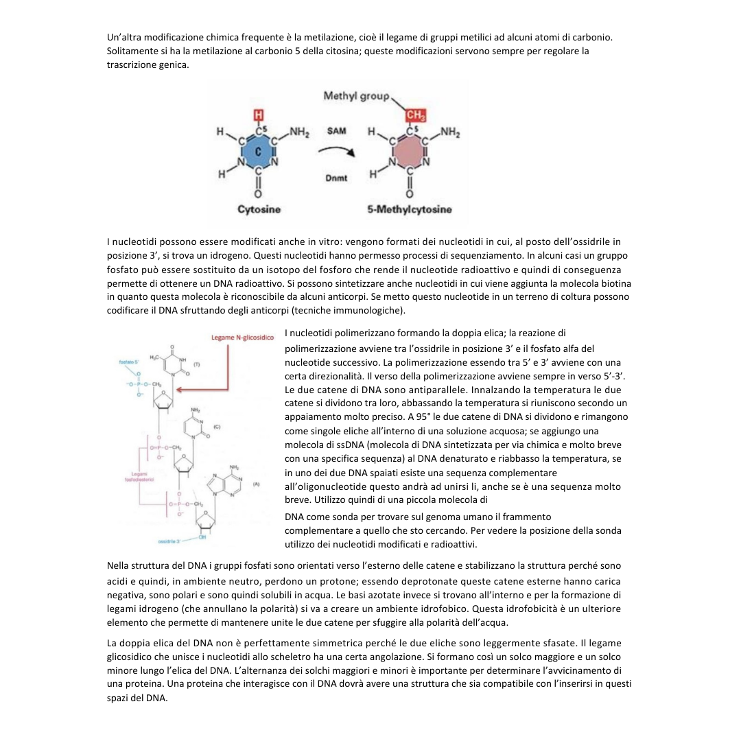 Appunti | Biologia molecolare